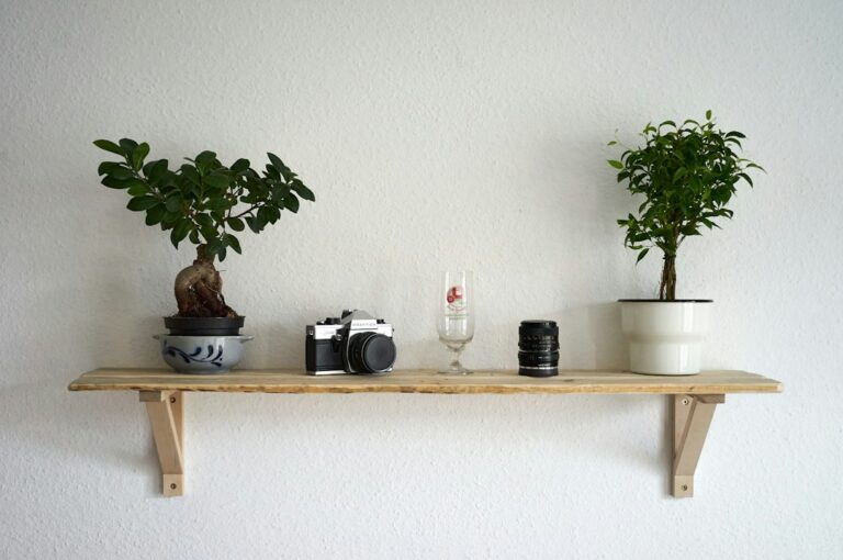 Decorative plants on a shelf